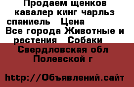 Продаем щенков кавалер кинг чарльз спаниель › Цена ­ 60 000 - Все города Животные и растения » Собаки   . Свердловская обл.,Полевской г.